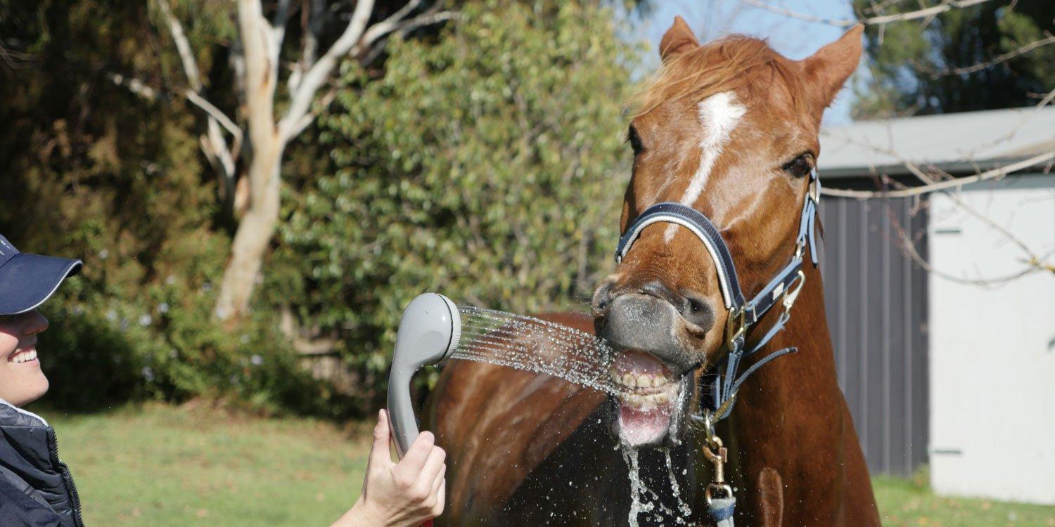 How to shower your horse with love - Joolca Australia